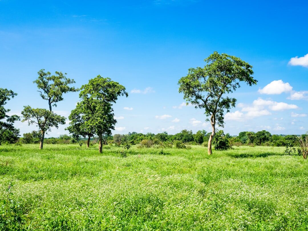 woman farming africa field